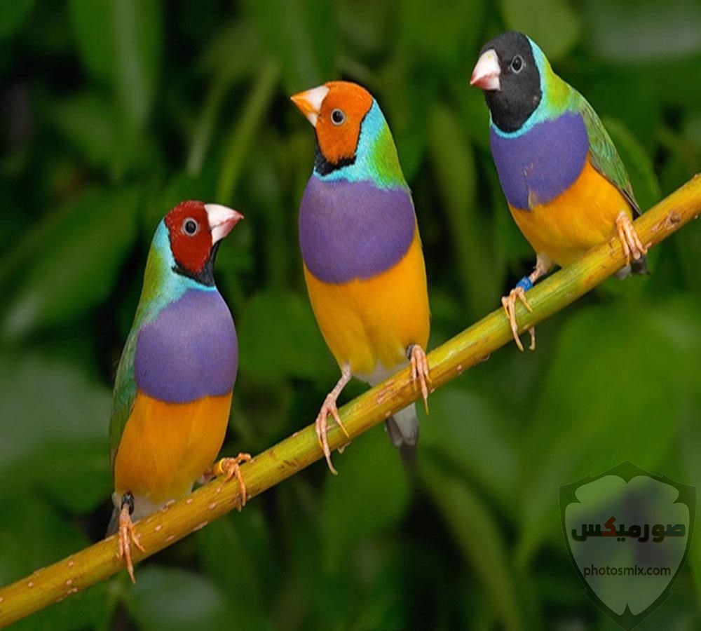 عصافير جميلةاجمل عصافير الحبأجمل طيور العالم بالصوراجمل الصور عصافير كناري 2