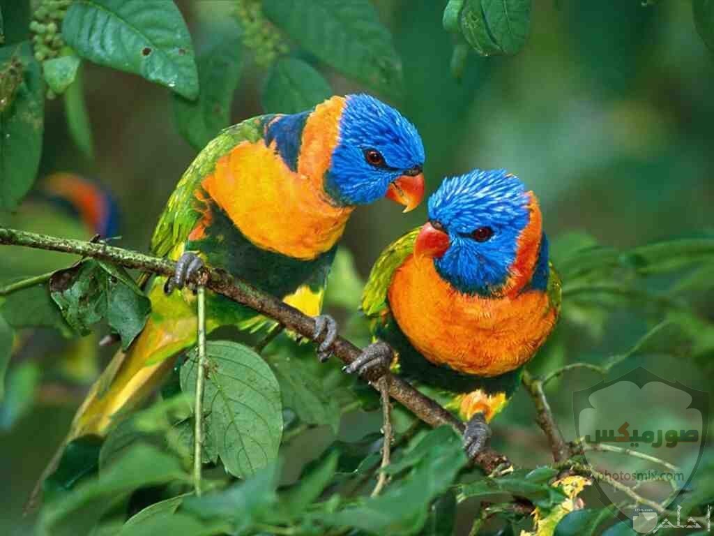 عصافير جميلةاجمل عصافير الحبأجمل طيور العالم بالصوراجمل الصور عصافير كناري 3