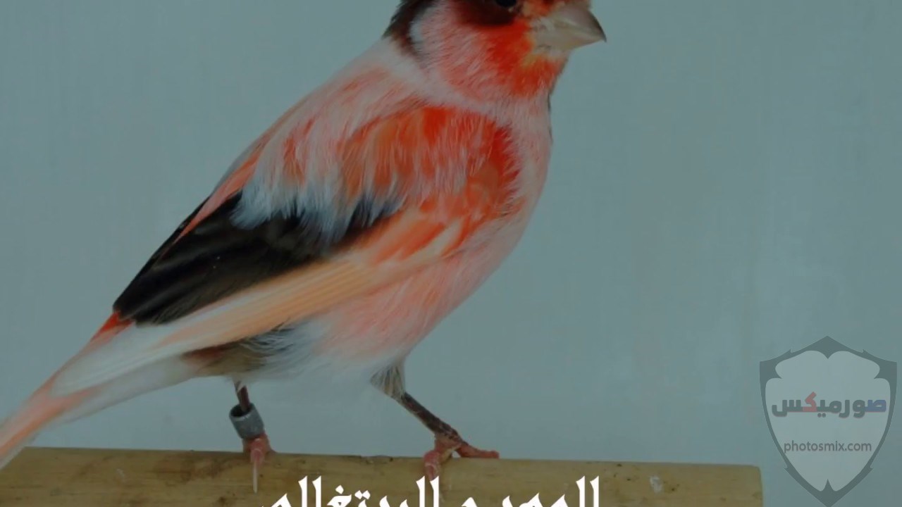عصافير جميلةاجمل عصافير الحبأجمل طيور العالم بالصوراجمل الصور عصافير كناري 4