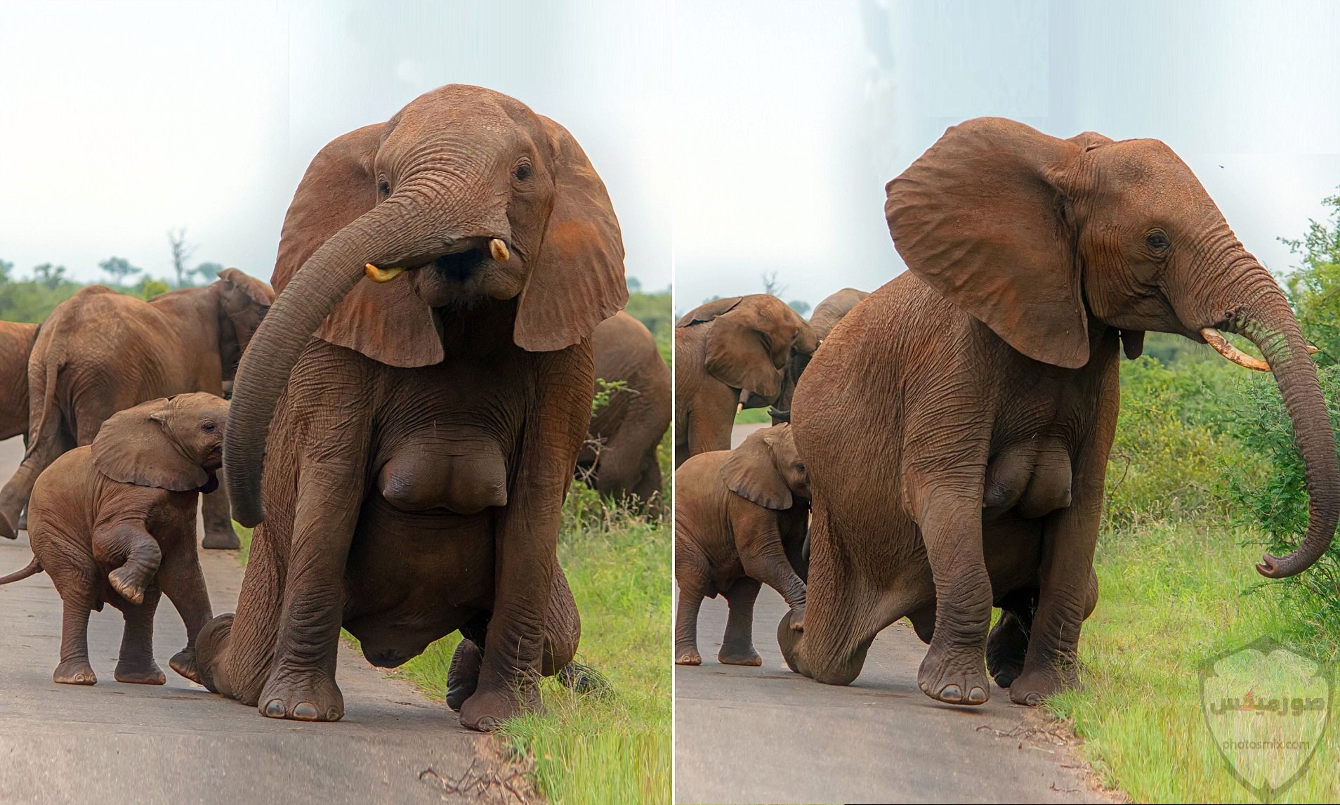 صور افيال أجمل صور فيل 2020 10
