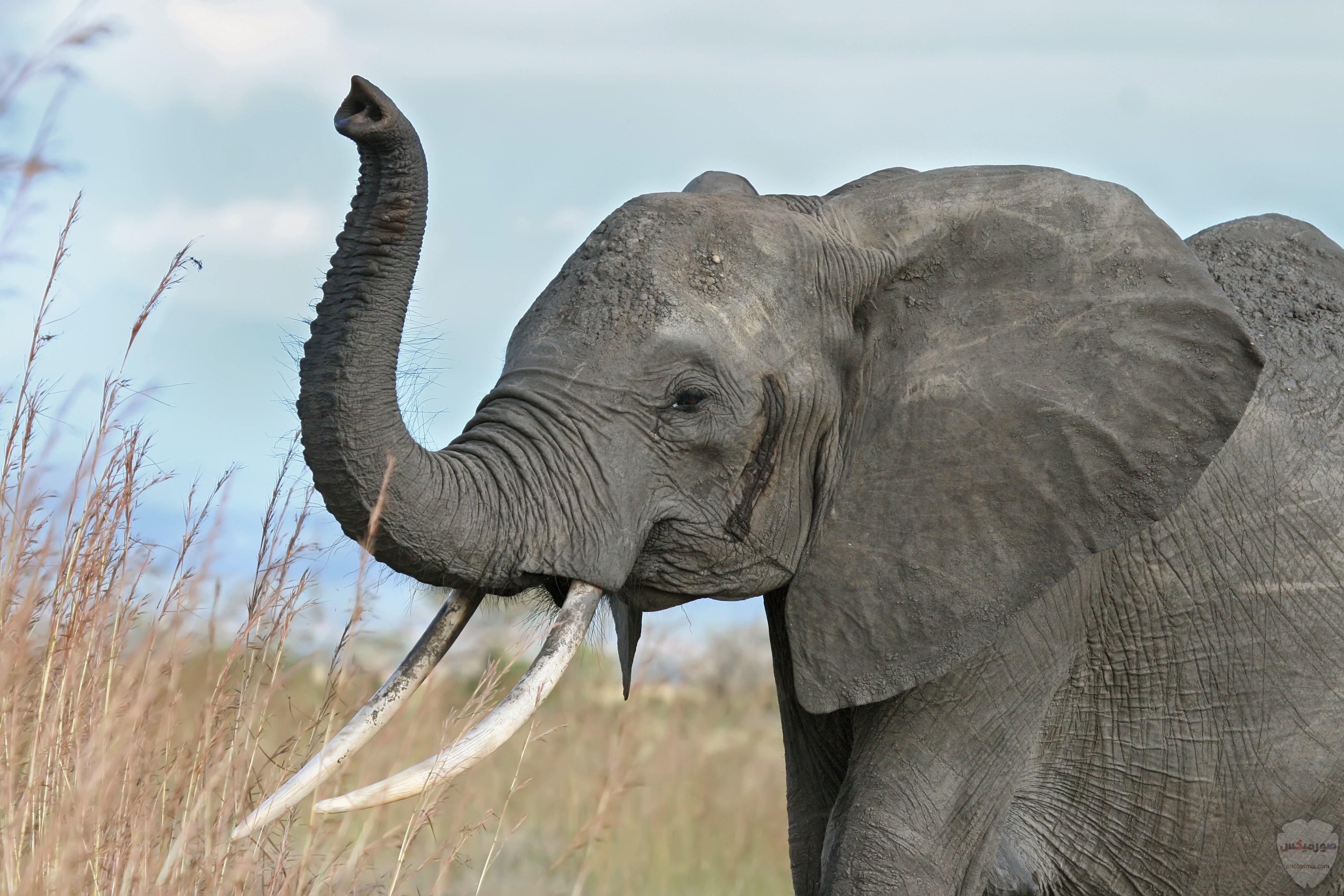 صور افيال أجمل صور فيل 2020 3