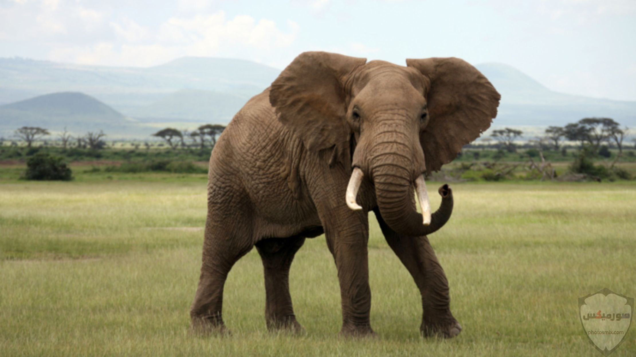 صور افيال أجمل صور فيل 2020 5