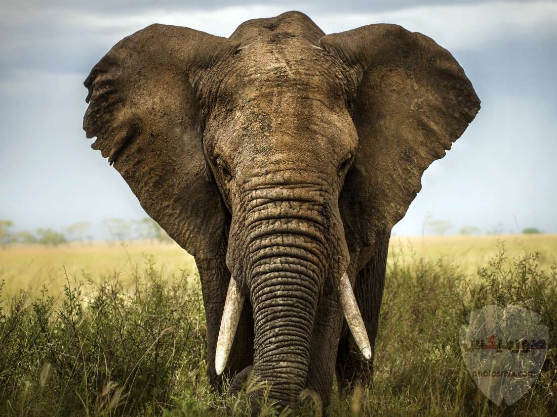 صور افيال أجمل صور فيل 2020 6