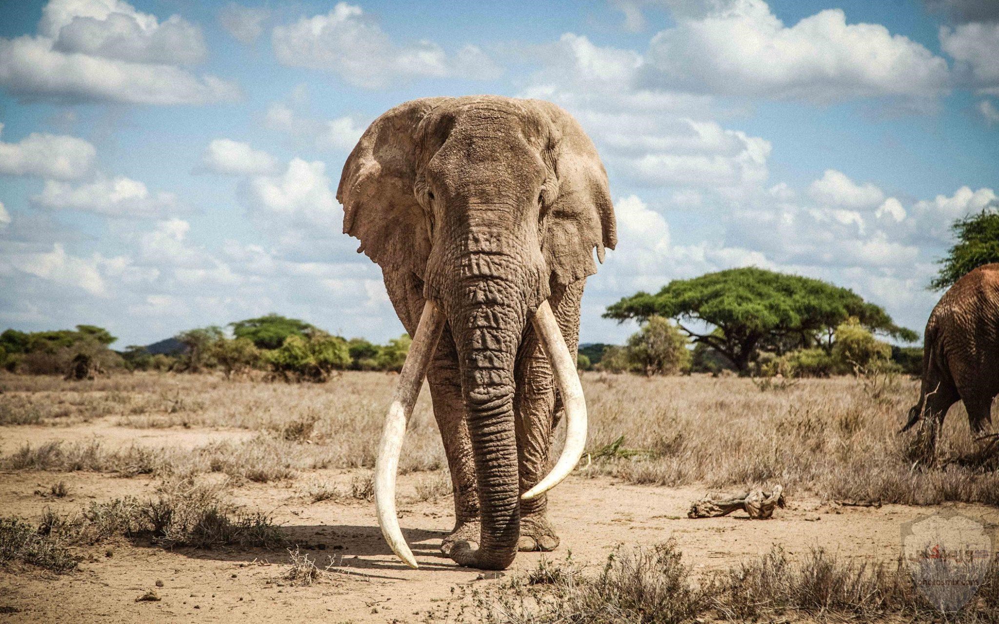 صور افيال أجمل صور فيل 2020 8