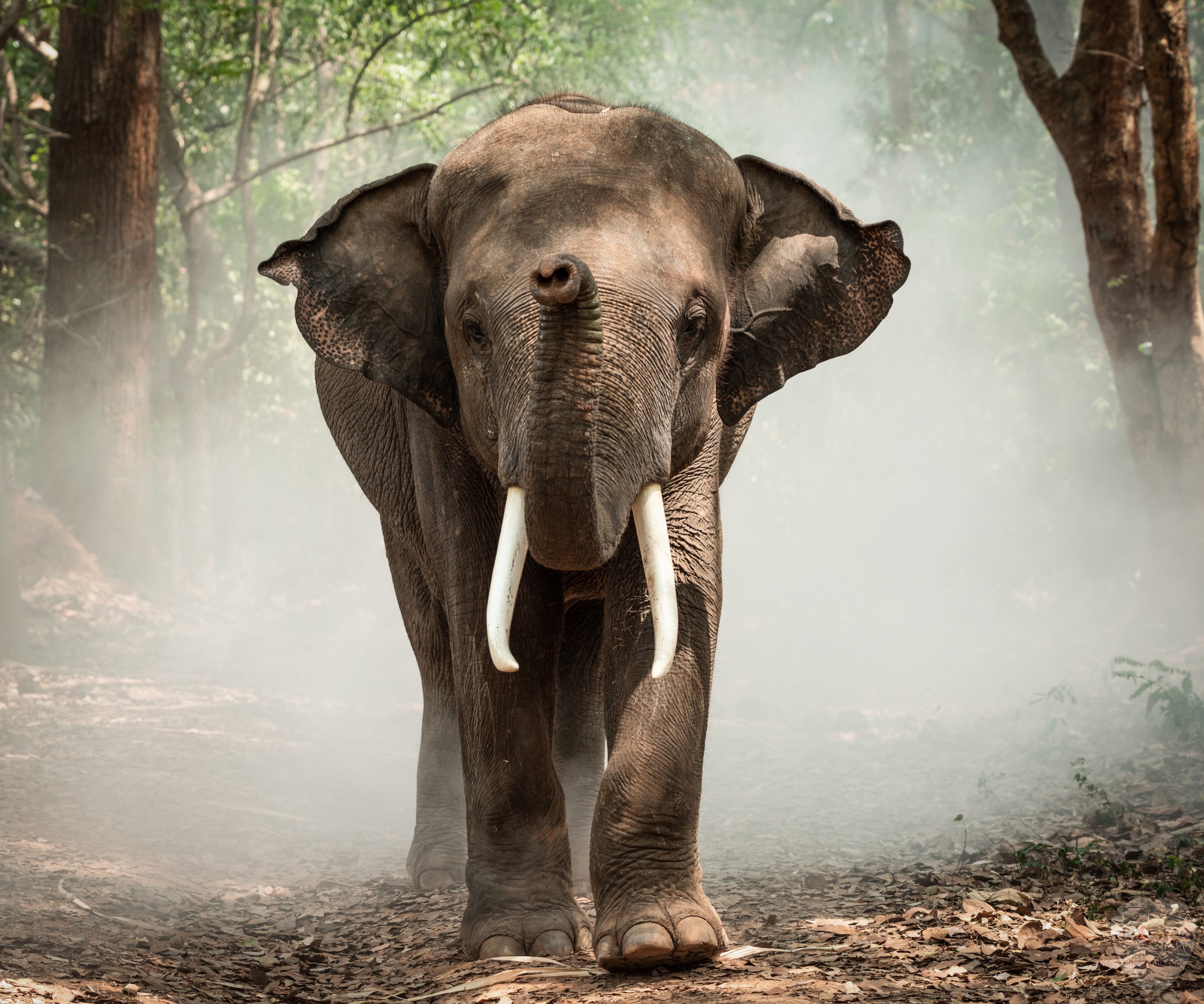 صور الفيل لمحبي الحيوانات وخصوصا الفيل سنقدم لكم مجموعة صور رائعة وجميلة جدا عن حيوان الفيل 2