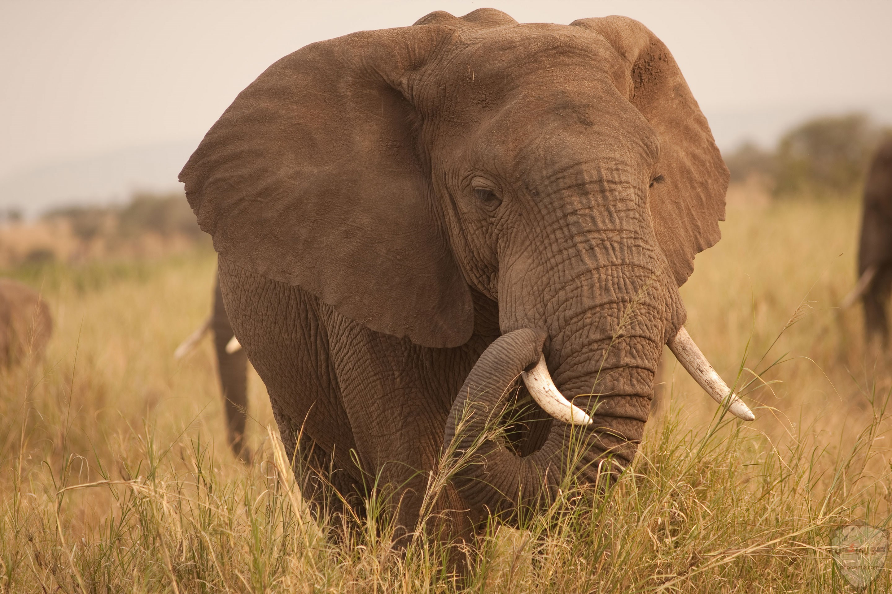صور الفيل لمحبي الحيوانات وخصوصا الفيل سنقدم لكم مجموعة صور رائعة وجميلة جدا عن حيوان الفيل 4
