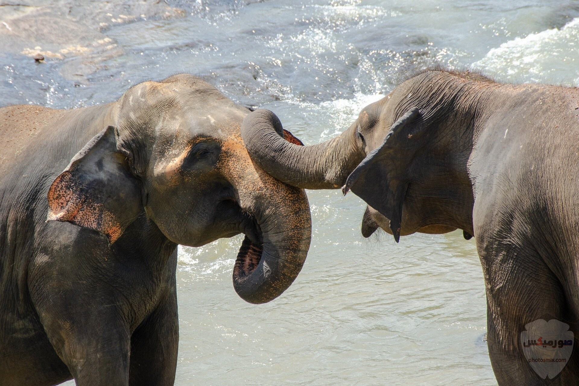 صور الفيل لمحبي الحيوانات وخصوصا الفيل سنقدم لكم مجموعة صور رائعة وجميلة جدا عن حيوان الفيل 9