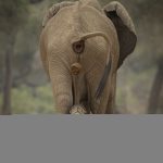 وخلفيات الفيل ومعلومات كاملة عن الفيل 11