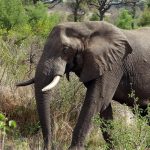 وخلفيات الفيل ومعلومات كاملة عن الفيل 13