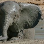 وخلفيات الفيل ومعلومات كاملة عن الفيل 15