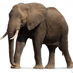 وخلفيات الفيل ومعلومات كاملة عن الفيل 17