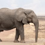 وخلفيات الفيل ومعلومات كاملة عن الفيل 18