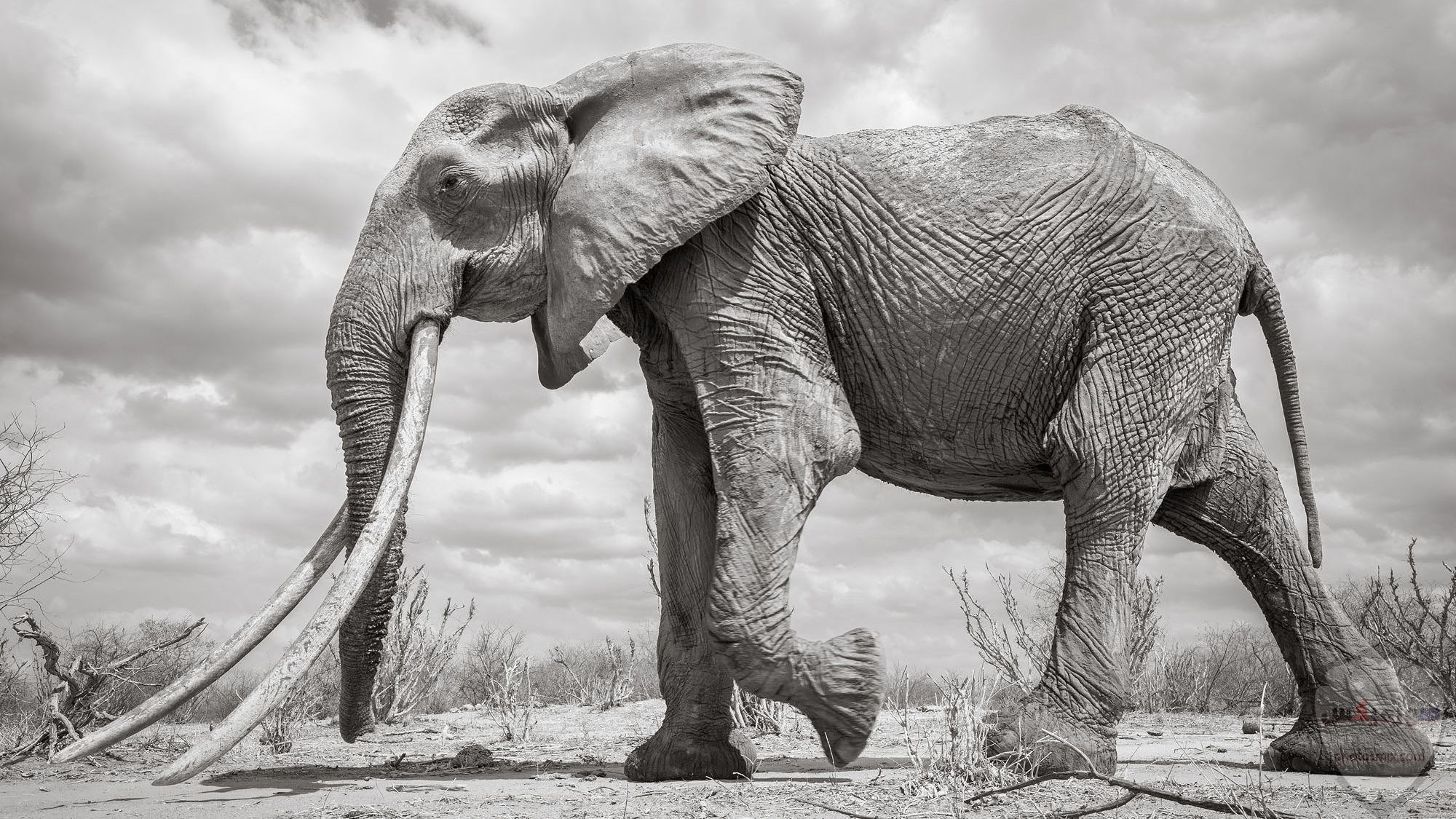 صور وخلفيات الفيل ومعلومات كاملة عن الفيل 31 1