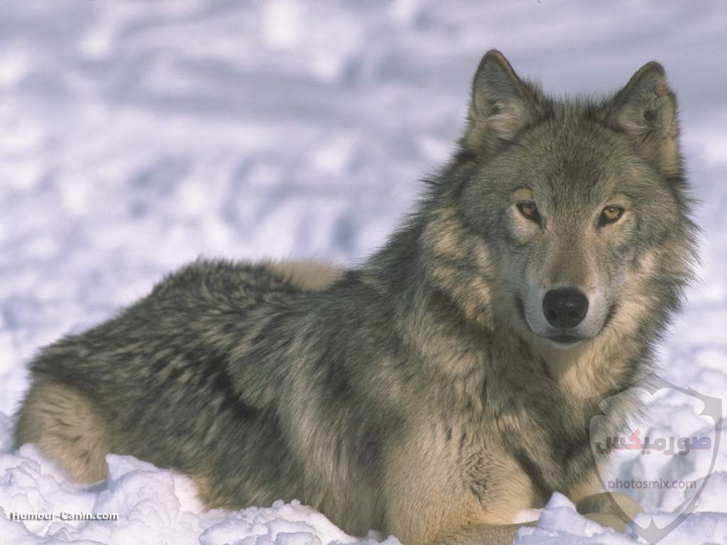 تحميل أحلى صور الذئب صور ذئب حلوة Fox photos Wild 10