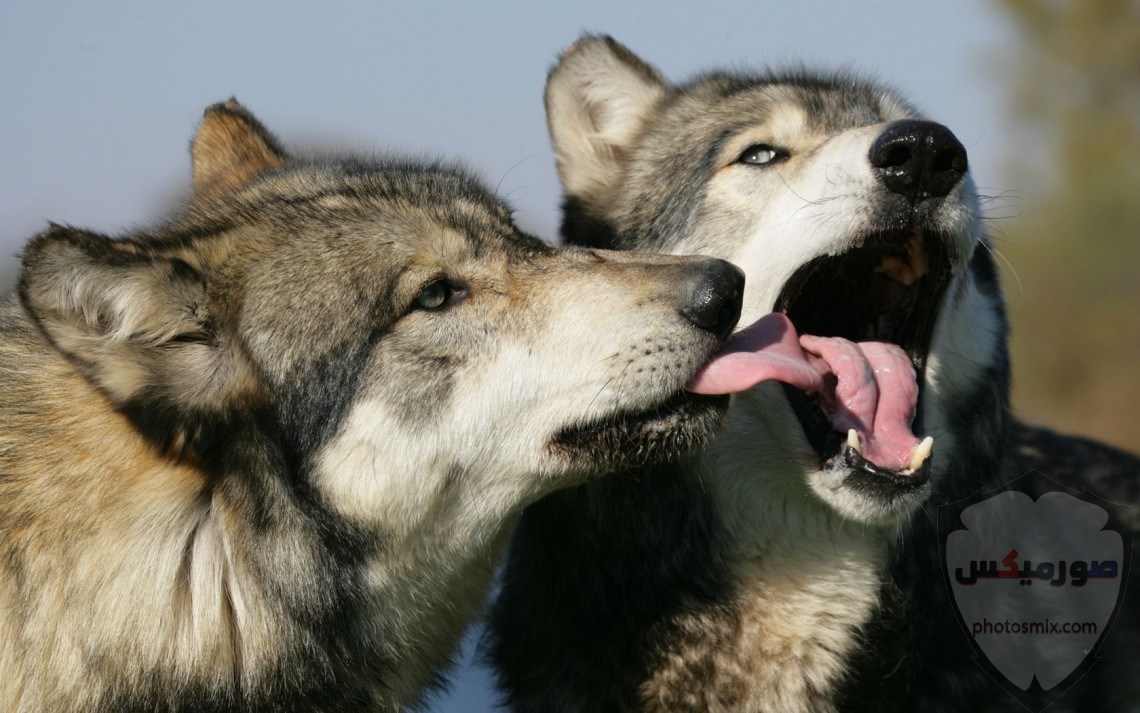تحميل أحلى صور الذئب صور ذئب حلوة Fox photos Wild 3
