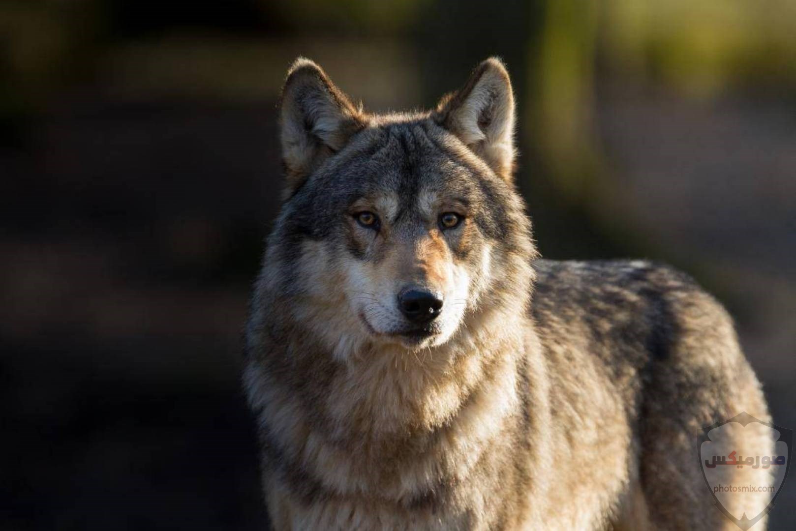 تحميل أحلى صور الذئب صور ذئب حلوة Fox photos Wild 6