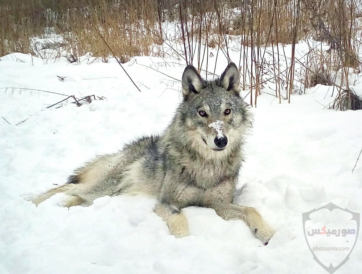 تحميل أحلى صور الذئب صور ذئب حلوة Fox photos Wild 7