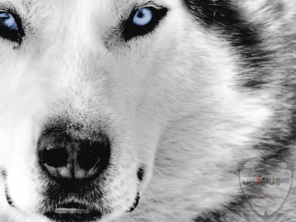تحميل أحلى صور الذئب صور ذئب حلوة Fox photos Wild 9