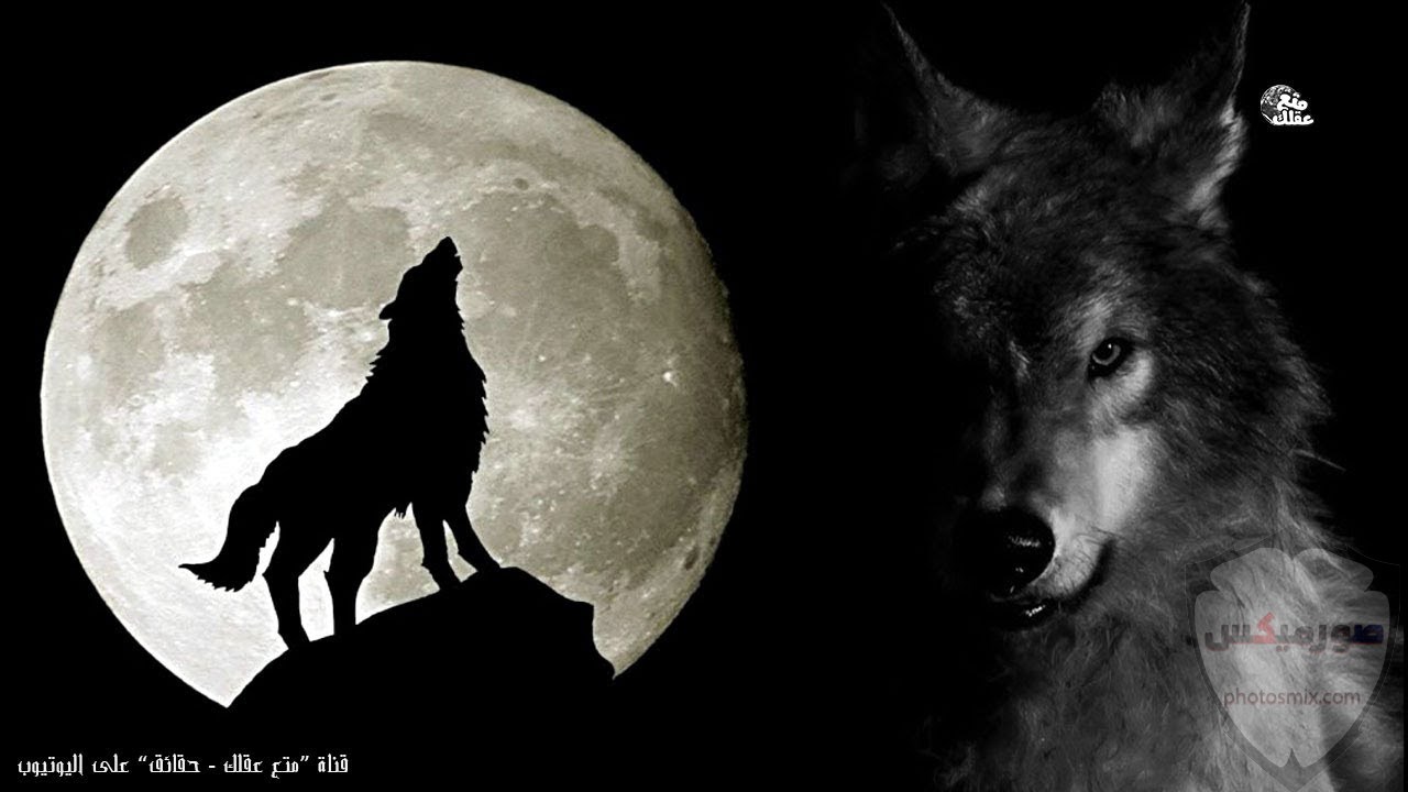خلفيات وصور ذئاب جميلة Wolves 6