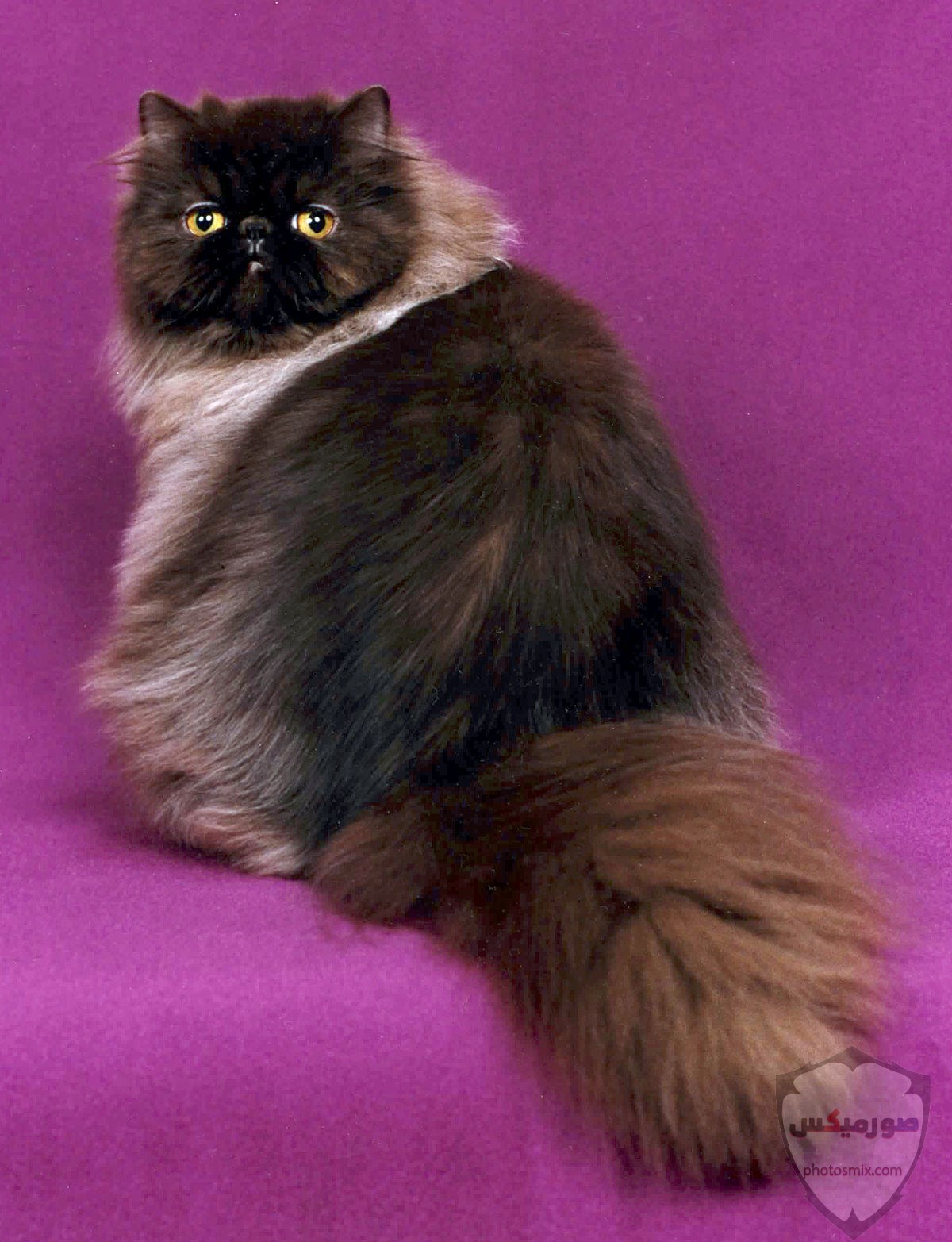 صور خلفيات رمزيات قطط كيوت صورة قطة كيوت جدا 54