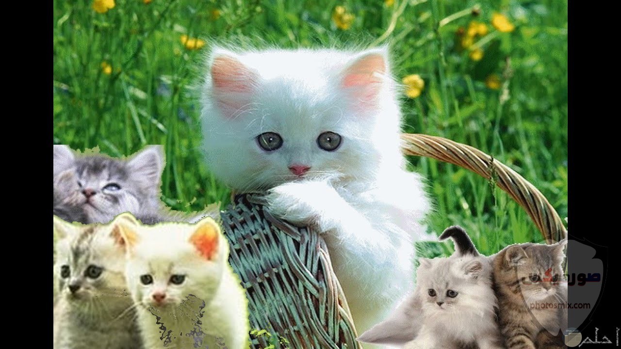صور خلفيات رمزيات قطط كيوت صورة قطة كيوت جدا 68