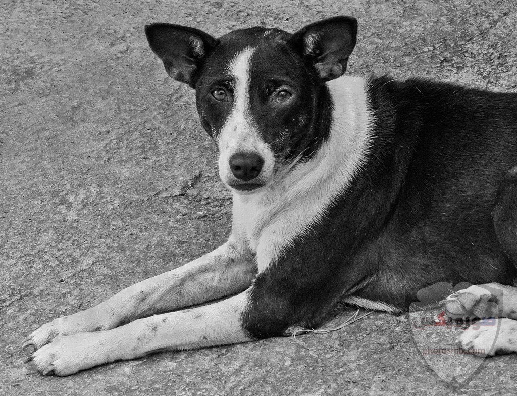 صور رمزيات خلفيات كلاب كيوت صورة كلب كيوت جدا 54