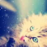 قطط جميلة جدا قطط كيوت للفيسبوك 10