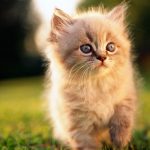 قطط جميلة جدا قطط كيوت للفيسبوك 3