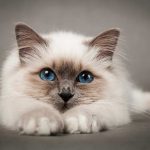 قطط جميلة جدا قطط كيوت للفيسبوك 5