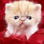 قطط جميلة جدا قطط كيوت للفيسبوك 8