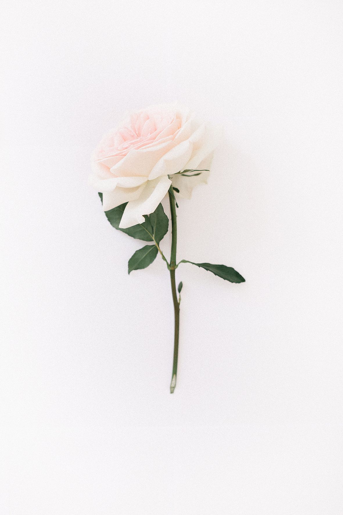 صور ورد جميل صور ورد رومانسى Hd 2020 معلومات عن الورد صورميكس