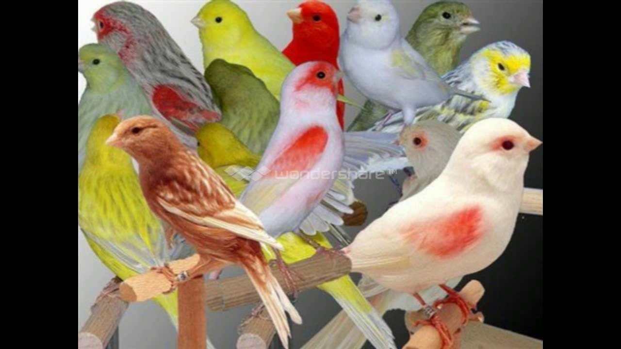 اجمل الطيور في العالم 24
