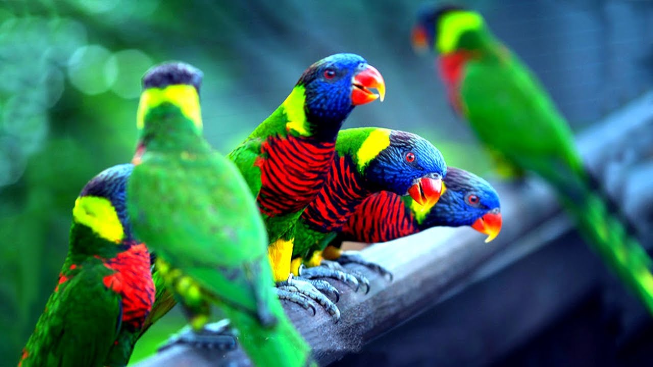 اجمل الطيور في العالم 5