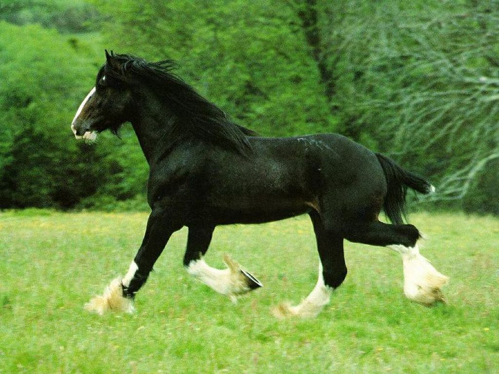 حصان اسود 30