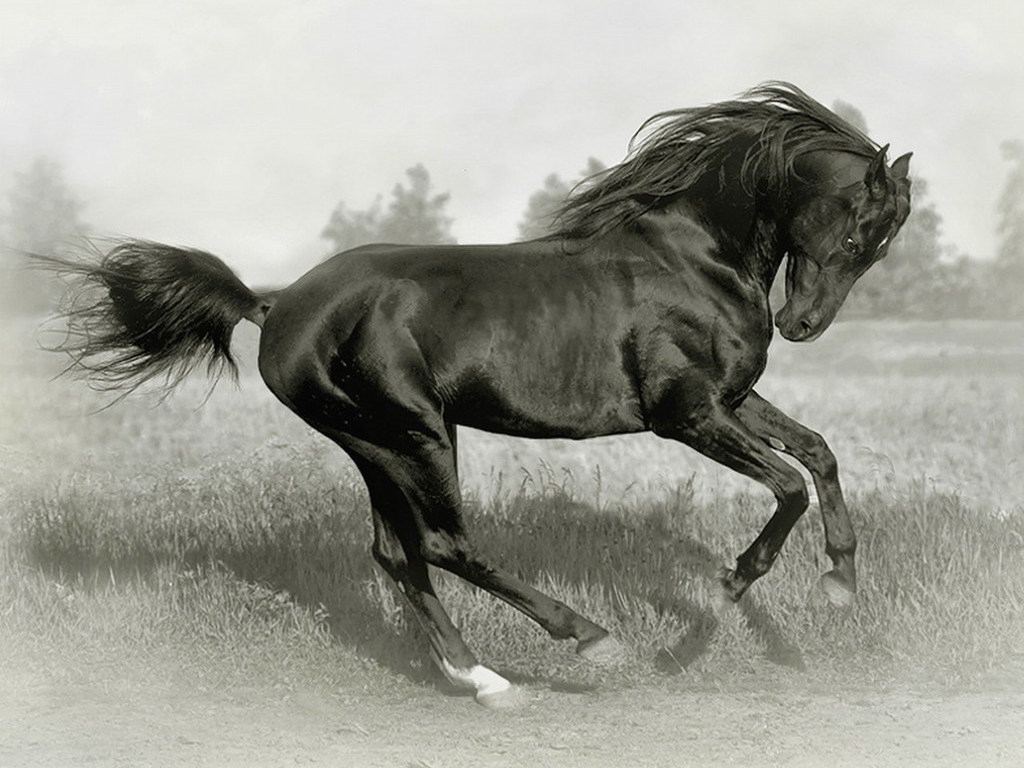 حصان اسود 31