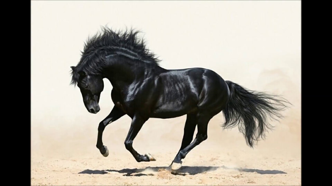 حصان اسود 48