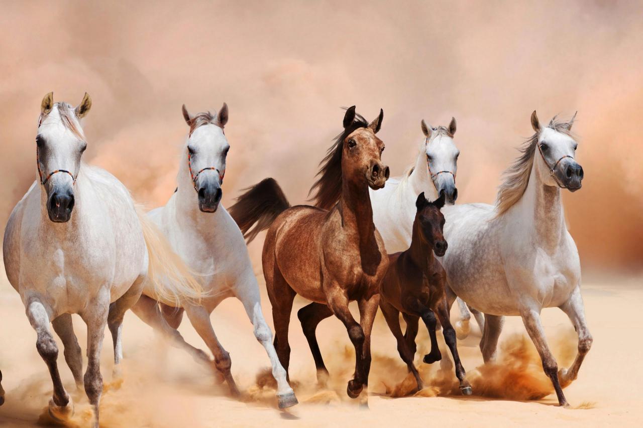 خيول عربية 10
