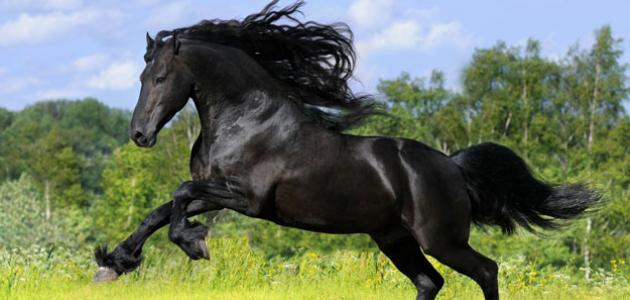 خيول عربية 11