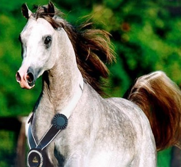 خيول عربية 18