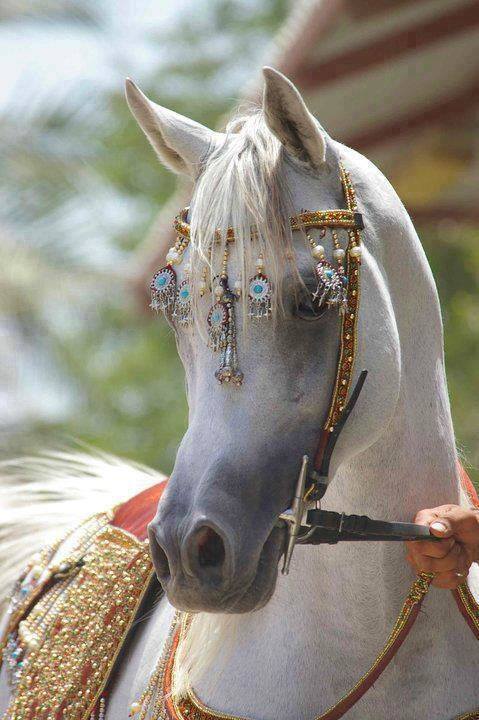 خيول عربية 19