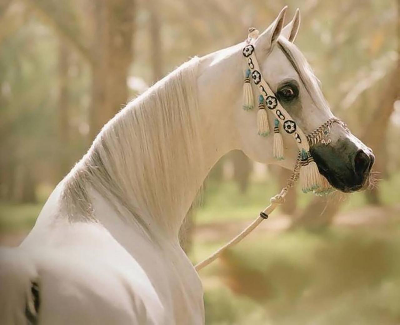 خيول عربية 2