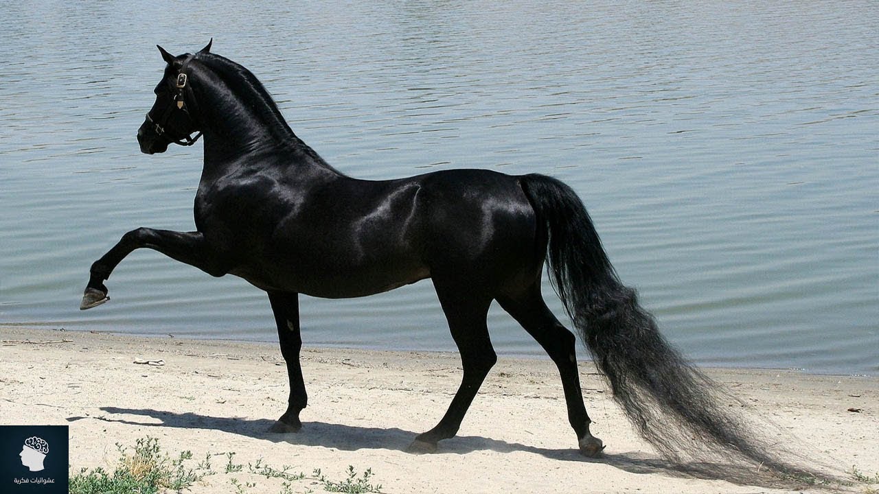 خيول عربية 3