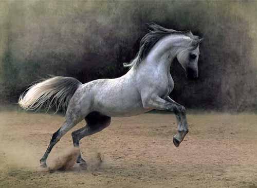 خيول عربية 7