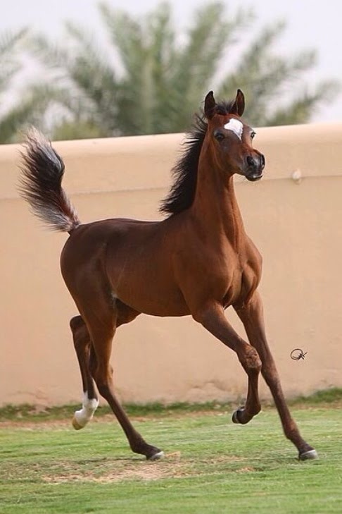 خيول عربية 8