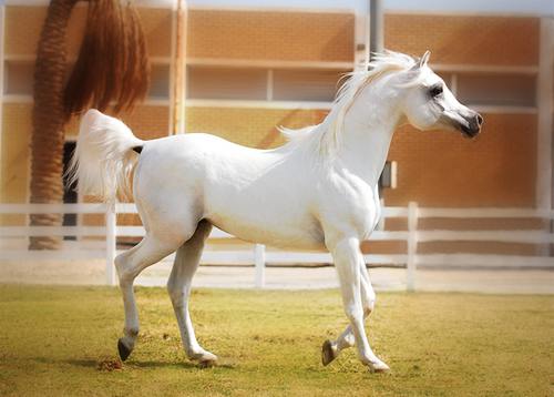 خيول عربية 9