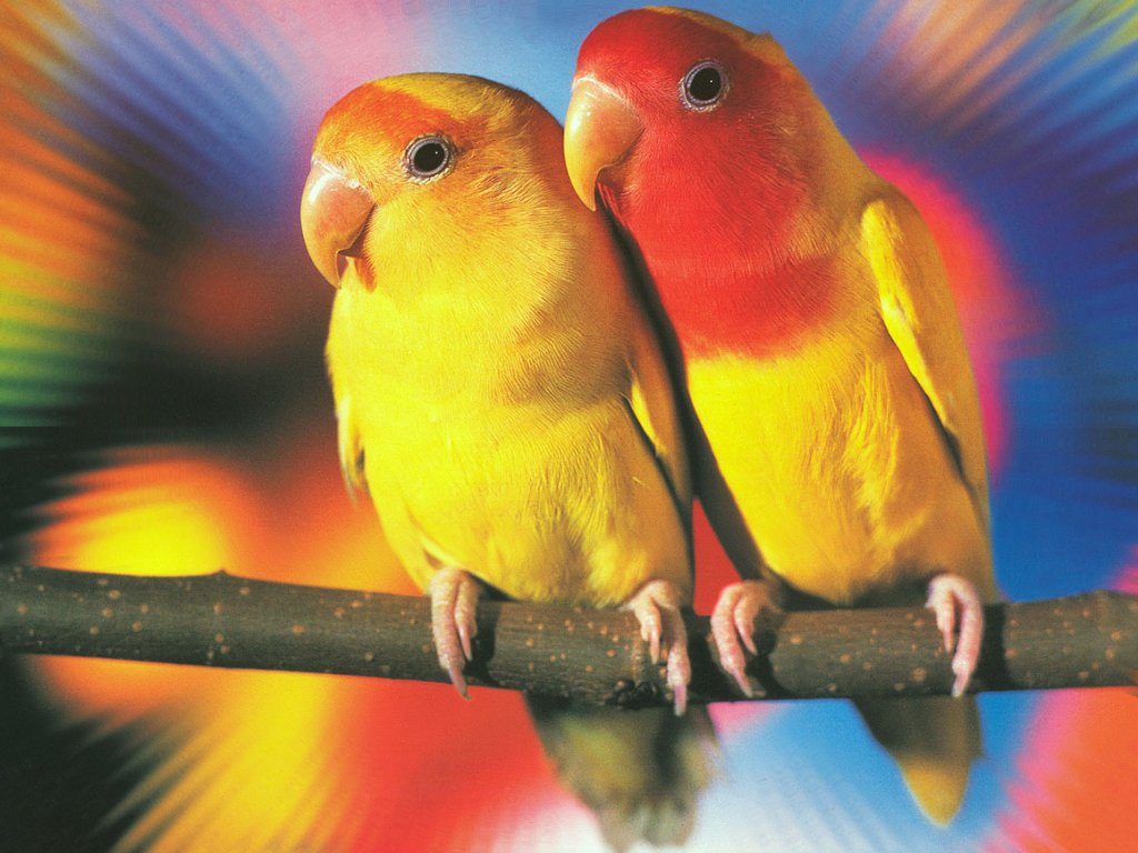 صور طيور الحب 1